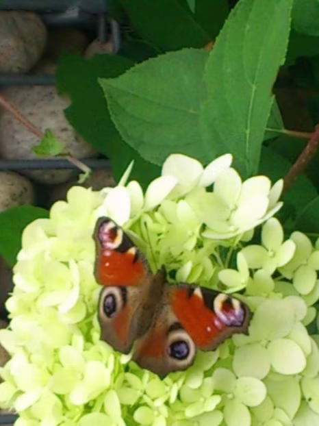 Ein farbenfroher Schmetterling ruht auf blassgelben Hortensienblüten mit grünen Blättern im Hintergrund.